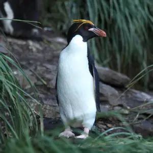 Macaroni Penguin - Facts, Diet, Habitat & Pictures on Animalia.bio