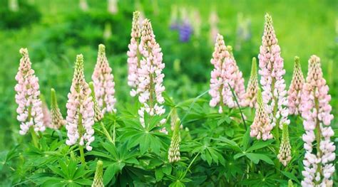 Cómo plantar cultivar y cuidar las flores de lupino