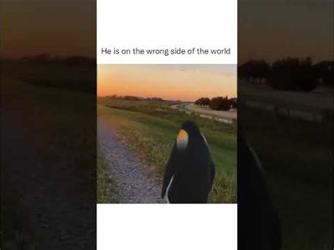 Penguin Realises He S On The Wrong Side Of The World Youtube