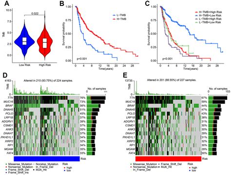 The Development And Experimental Validation Of Hypoxia Related Long