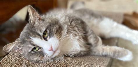 Warm Fuzzy Tale Keas Story • Seattle Area Feline Rescue