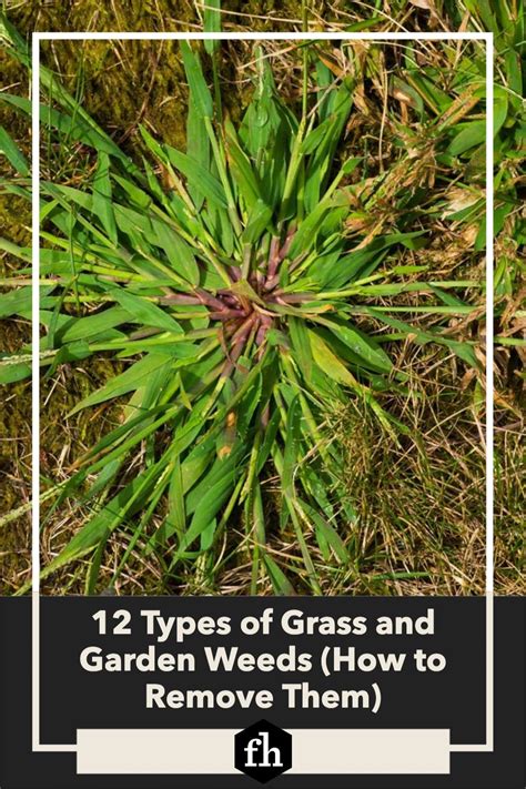 12 Types Of Grass And Garden Weeds And How To Remove Them Artofit