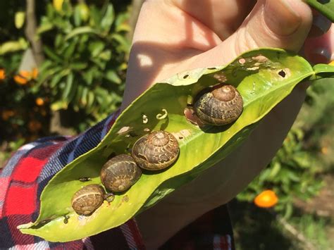 Plaga De Babosas O Limacos Y Caracoles C Mo Evitarlas Y Combatirlas De