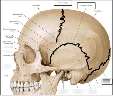 Skull Part Diagram Quizlet