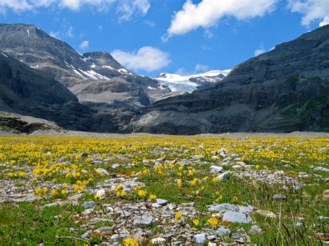 Mountain Flowers Alps - Free photo on Pixabay