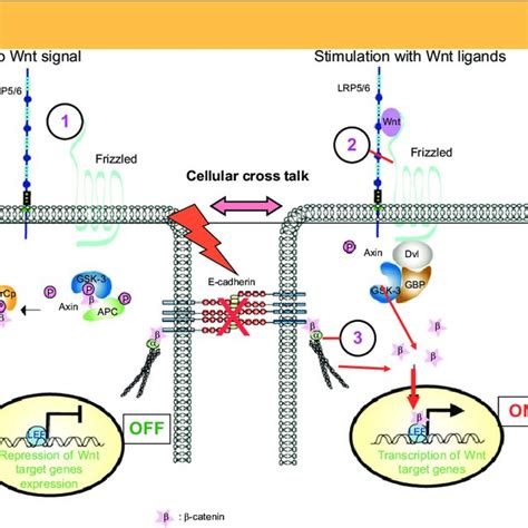 Dual Functions Of B Catenin At Adherens Junctions And In Apcb Catenin Download Scientific