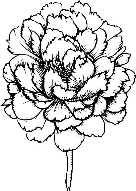 Peony Coloring Page · Creative Fabrica