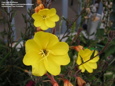 Plantfiles Pictures Oenothera Evening Primrose Lemon Sunset