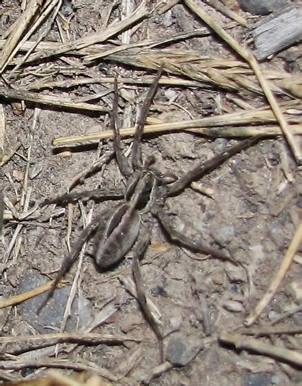 Wolf Spider At Shelly Lake Idaho Schizocosa Bugguide