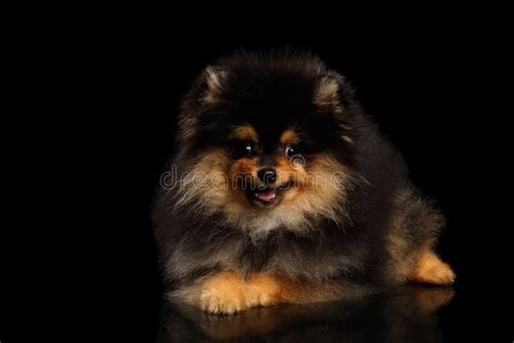 2 985 Pomeranian Black Background Photos Free Royalty Free Stock