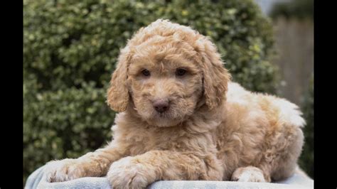 Standard Labradoodle Puppies For Sale Youtube