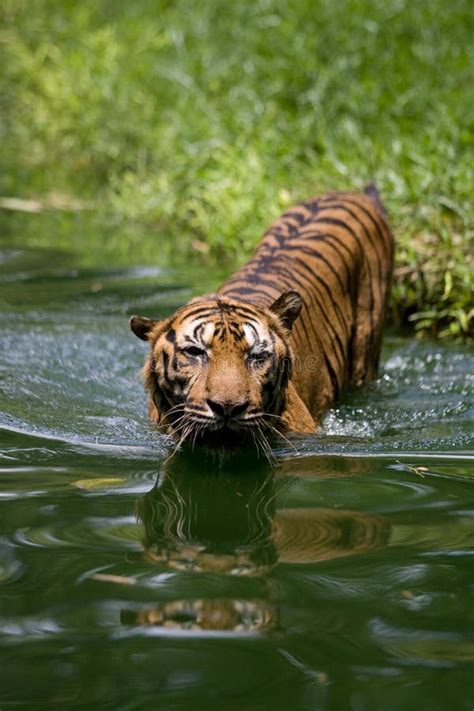 Bengal Tiger stock photo. Image of predators, malaysia - 11569542