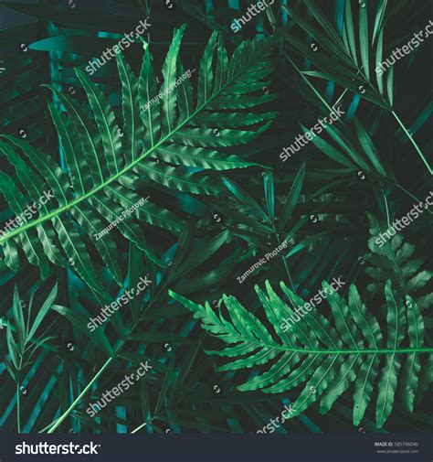 Creative Layout Made Tropical Flowers Leaves Stock Photo