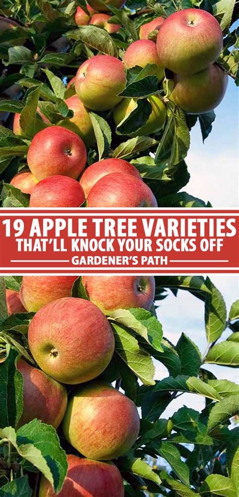 19 Best Apple Tree Varieties (with a Guide to Flowering Groups)