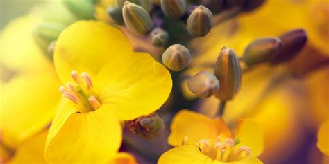 Canola o que é como cultivar manejo e muito mais