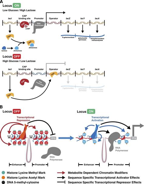 Paradigms Of Metabolic Regulation Of Gene Expression A Summarized