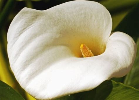 Foto Gratis Polline Nettare Pianta Fiore Petalo Giardino Natura