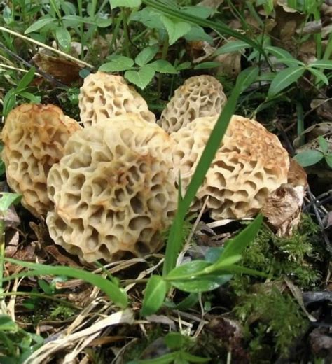 Yummy Morel Mushroom Grow Kit 60 Gram Kits Grow Morels Mushrooms