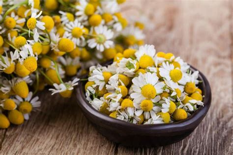 Ultimate Guide To Chamomile Flower Meaning Petal Republic