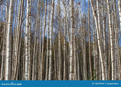 Birch Forest White Tree Trunks In Autumn Stock Image Image Of Park