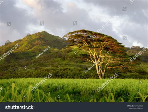 324 Koa Tree Images, Stock Photos & Vectors | Shutterstock