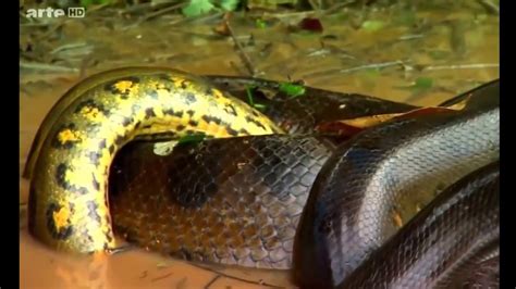 World Biggest Snake Anaconda Found In Americas Amazon River Youtube