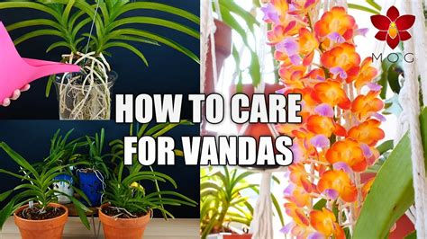 How To Care For Vanda Orchids In Your Home Orchid Care For Beginners