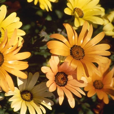 African Daisy Seeds Dimorphotheca American Meadows