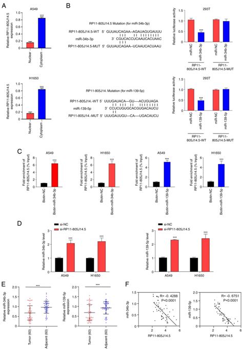 Lncrna Rp J Functions As A Cerna To Regulate Ccnd By Sponging