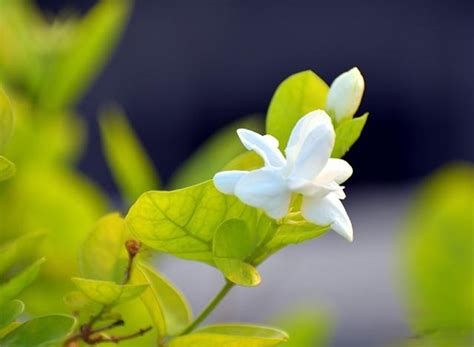 養茉莉花，學會5招，一年花開3茬！ 壹讀