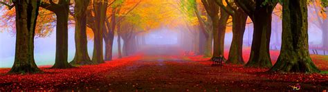 Stunning Autumn Forest 4K wallpaper download