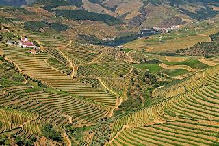 Amador de fotografia mas imensa paixão Alto Douro Vinhateiro