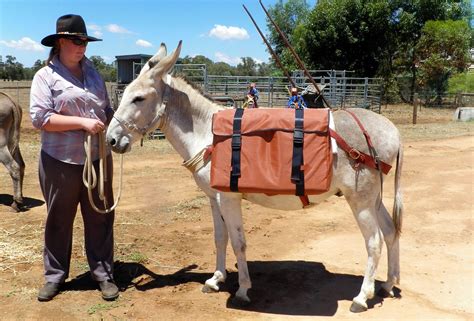 Breeding Stock Gallery - South Australia - Blithe Moon Donkey Stud