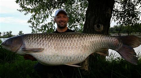 Huge Grass Carp