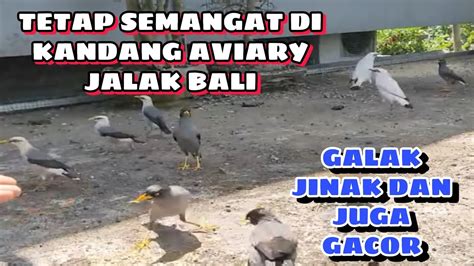 Memeberi Sarapan Burung Jalak Di Kadang Aviary Part Ii Youtube