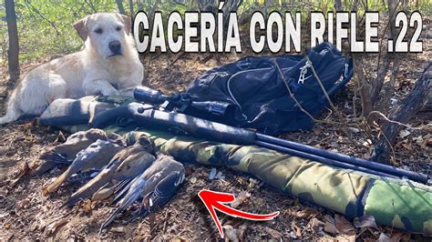 Cacería de PALOMAS con RIFLE 22 esperándolas desde el ESPIADERO YouTube