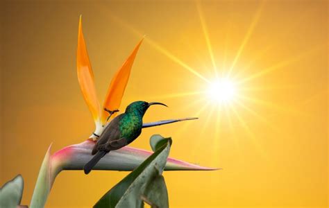 Sunbird feathers and the sweltering cost of beauty - Africa Geographic