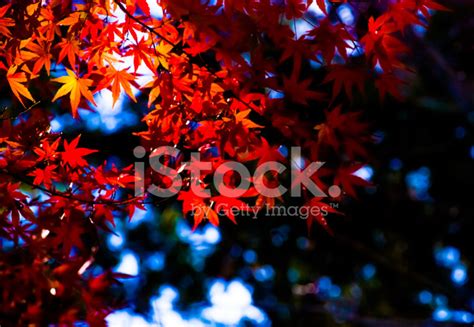 Japanese Red Maple Stock Photo | Royalty-Free | FreeImages