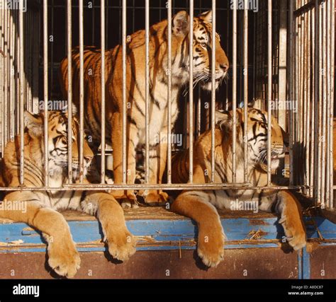 Caged Tigers Stock Photo 580743 Alamy