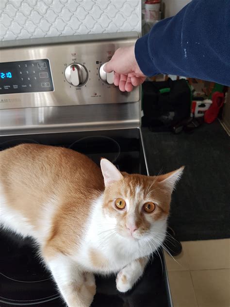 I am making Asian food tonight. : r/funny