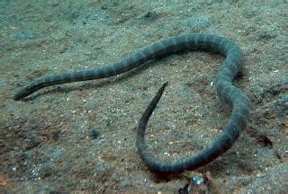 All Animals: Hook-Nosed Sea Snake | Enhydrina schistosa