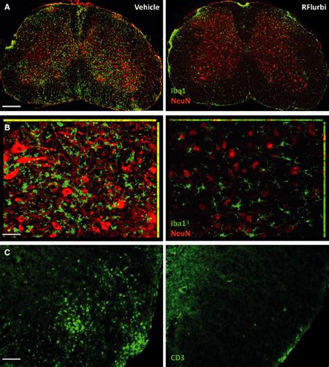 Immunofluorescence Analysis Of Microglia Macrophages And T Cells In