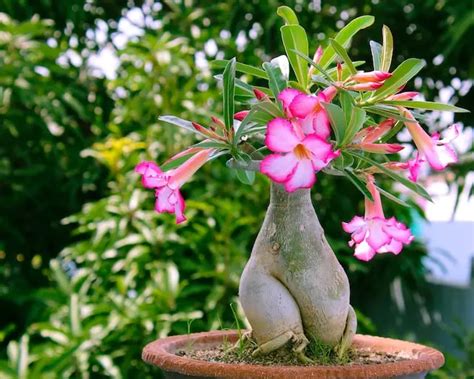 plant grow care  adenium agriculture review