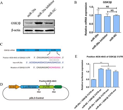 Gsk3β Is A Direct Target Of Mir 26a A Western Blot Analyses