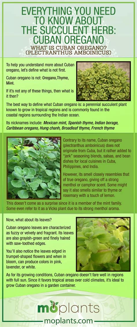 Everything You Need To Know About The Succulent Herb Cuban Oregano