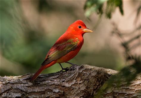 Summer Tanager | Bill Morales Photography