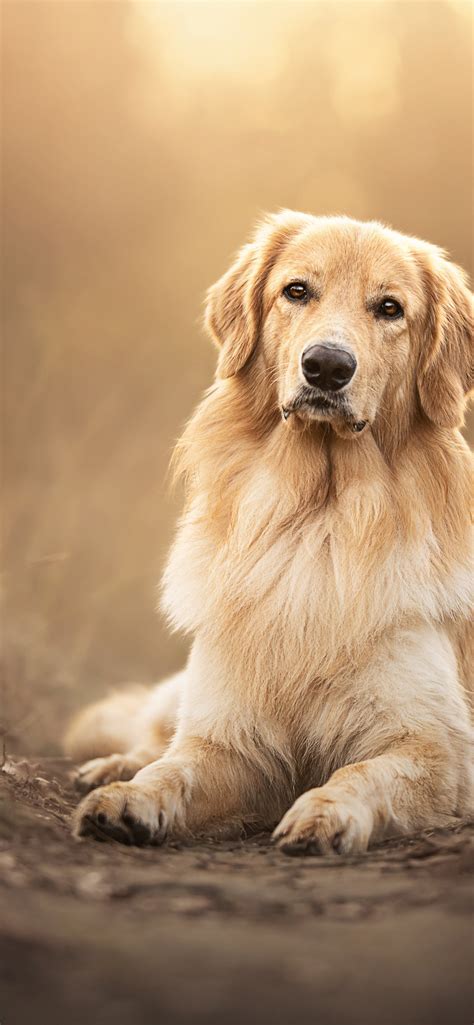 Golden Retriever Wallpaper 4k Scottish Breed Dog Pet Dog 5k