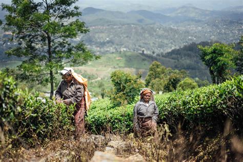 Trekking Through A Tea Plantation In Sri Lanka