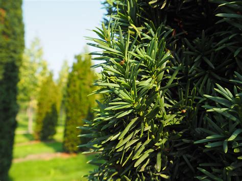 Solit Rb Ume Von Taxus Baccata Fastigiata Robusta Schmale S Uleneibe