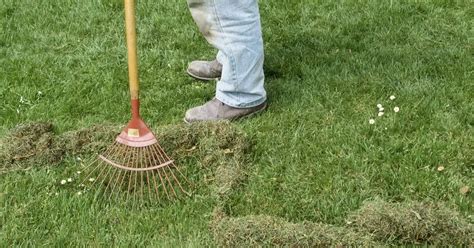 I M A Gardening Pro Best Method For Removing Moss From Lawns Works